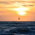 Natation en mer Méditerranée avec un coach sportif