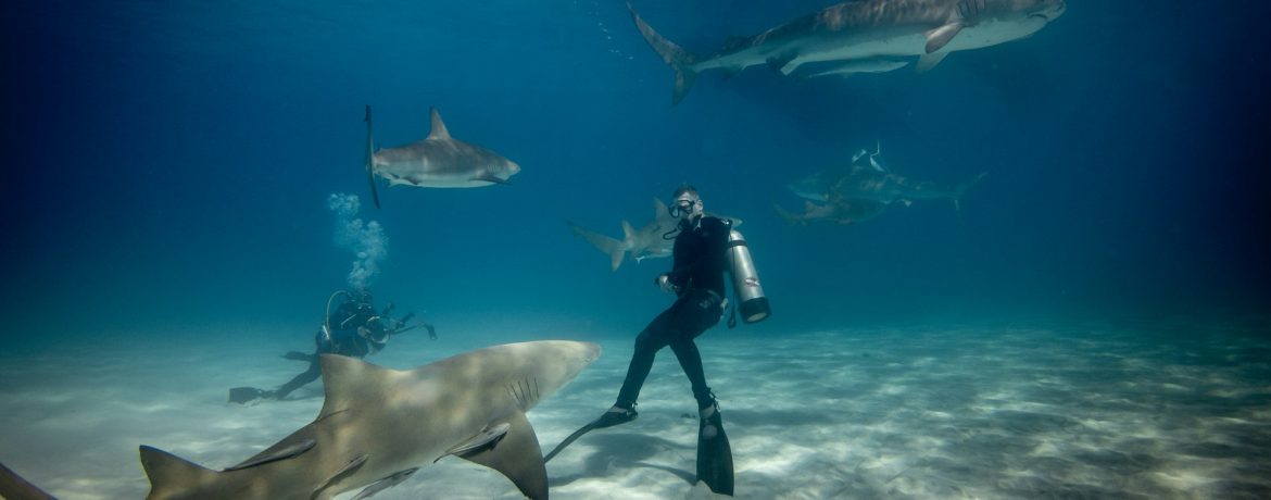 Plongée avec Requins