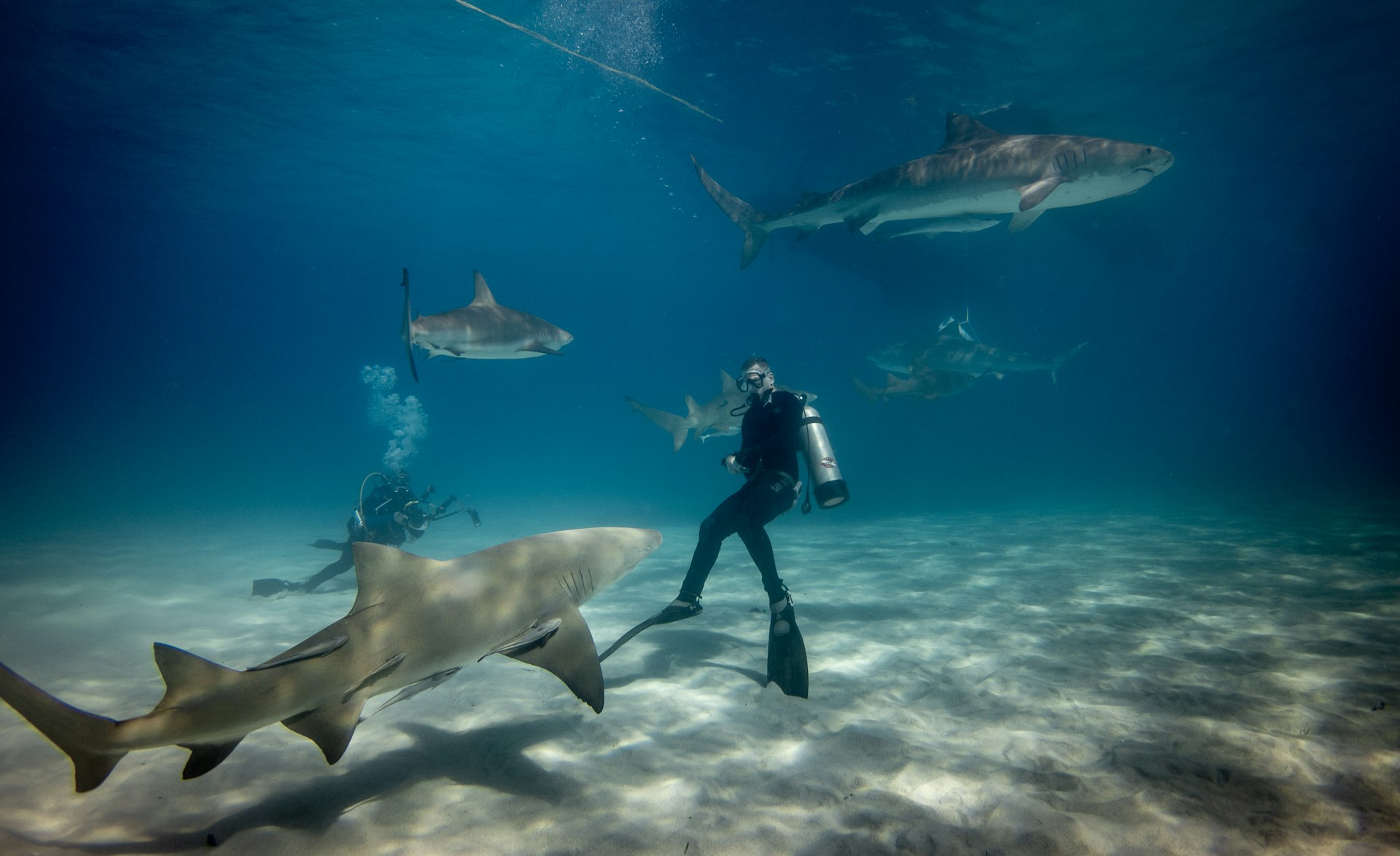 Plongée avec Requins