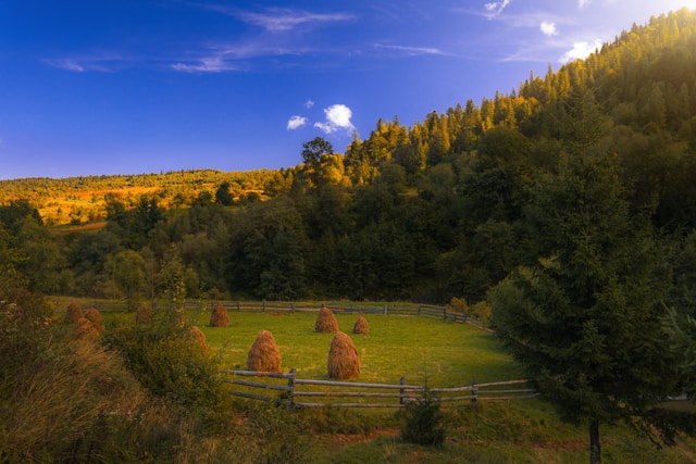 Vacances à la ferme