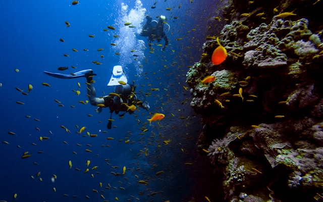 plongée sous-marine