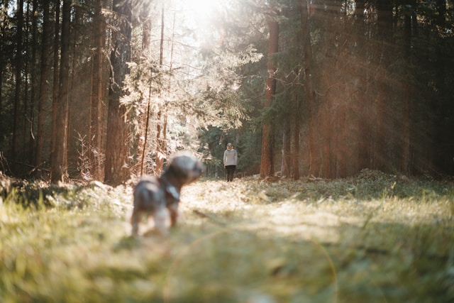 Bain de forêt