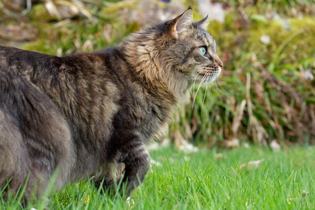 Les croquettes spécifiques pour chats de race