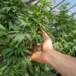 Stormrock CBD