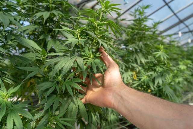 Stormrock CBD